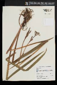 Iris versicolor image
