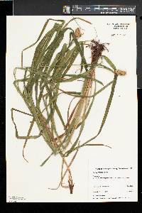 Carex typhina image