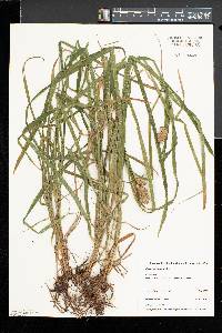 Carex typhina image