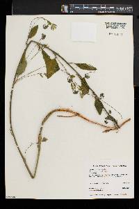 Smilax herbacea image