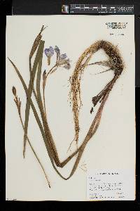 Iris versicolor image