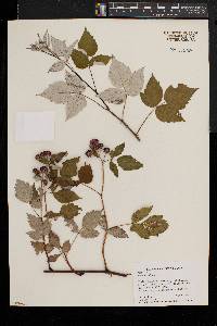 Rubus occidentalis image