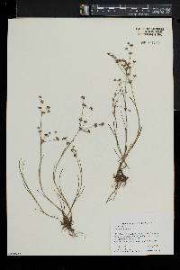 Juncus articulatus image