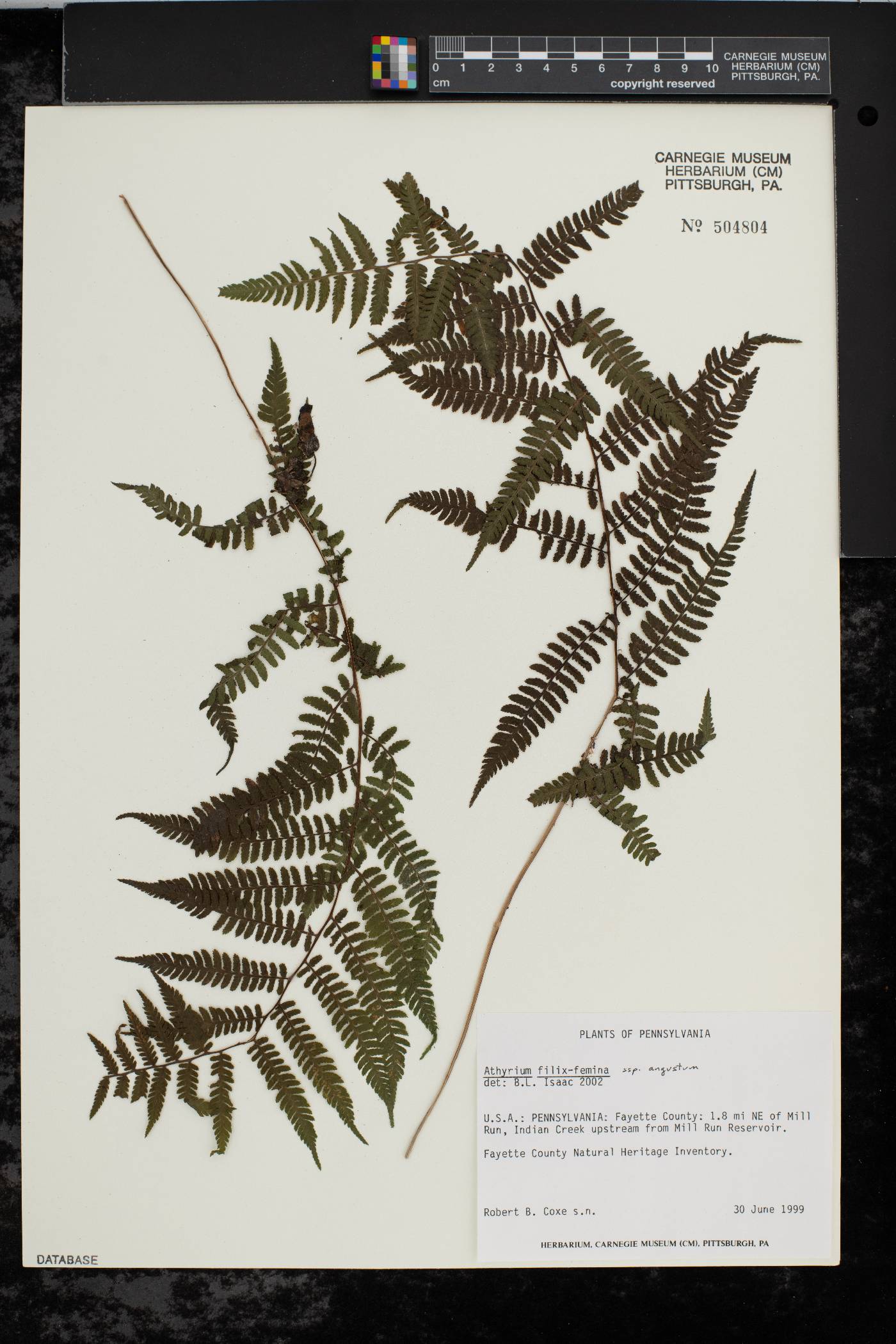 Athyrium filix-femina subsp. angustum image