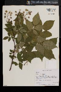 Rubus canadensis image