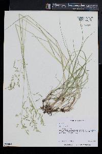 Poa trivialis image