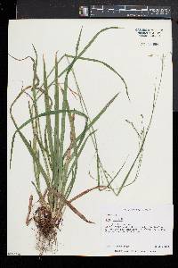 Carex arctata image