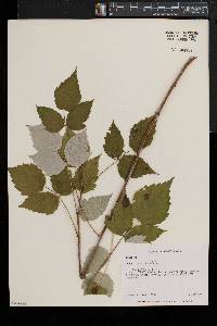 Rubus occidentalis image