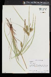 Carex baileyi image
