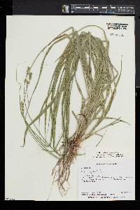 Carex sparganioides image