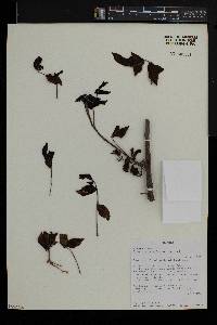 Commiphora mildbraedii image