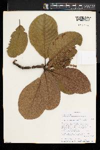 Terminalia stenostachya image