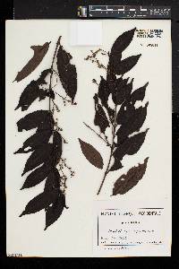 Pouchetia parviflora image