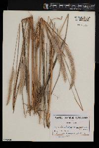 Imperata cylindrica image