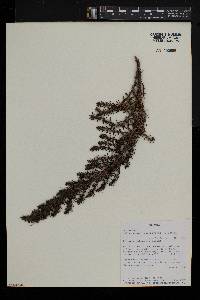 Anthospermum usambarense image