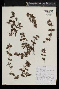 Otiophora villicaulis var. villicaulis image