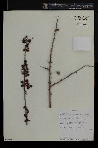 Commiphora africana image