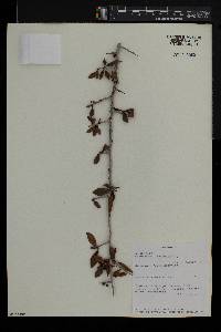 Commiphora kua image