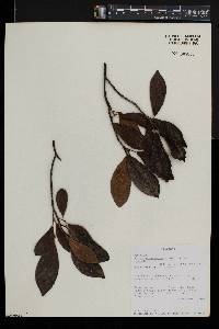 Ficus natalensis image