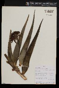 Aloe kedongensis image
