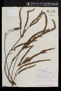 Struthiola thomsonii image