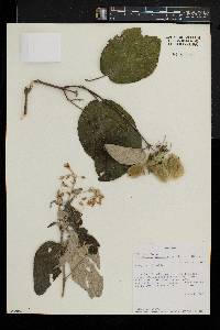 Caucanthus auriculatus image