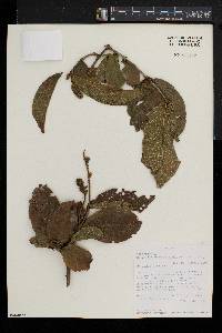 Combretum mossambicense image