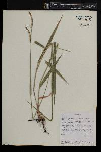 Urochloa brizantha image