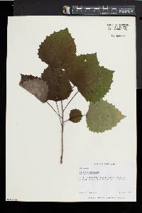 Populus grandidentata image