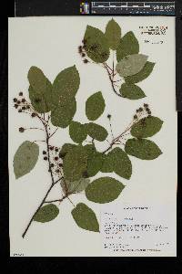 Amelanchier laevis image