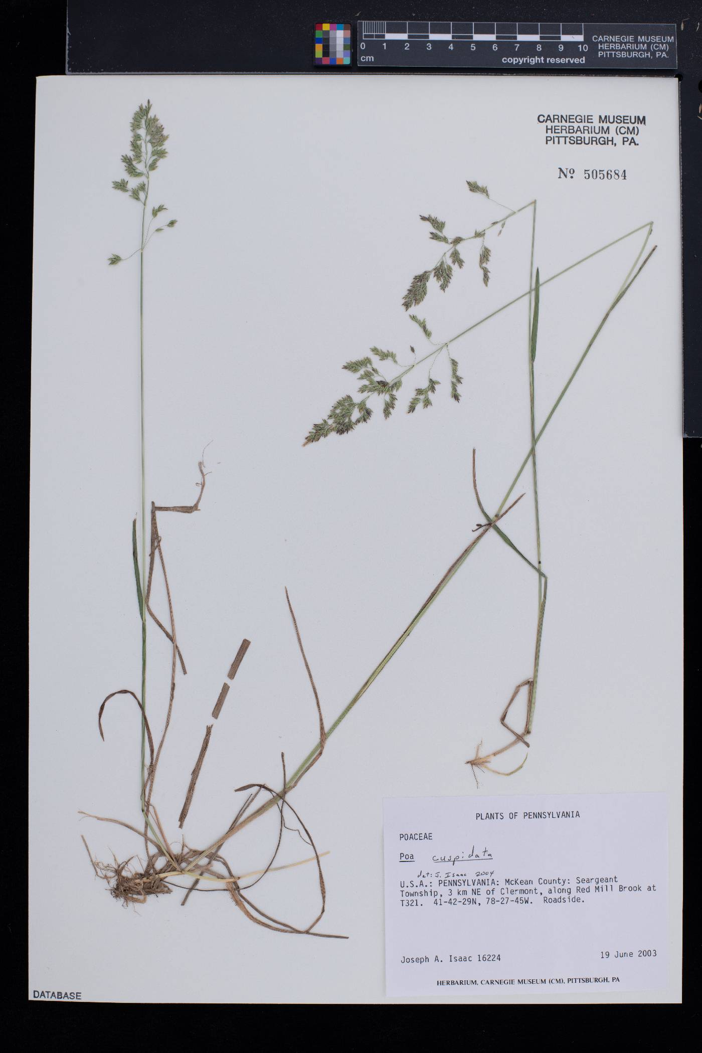 Poa cuspidata image