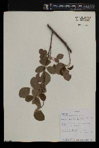 Desmodium umbellatum image