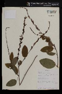 Desmodium gangeticum image