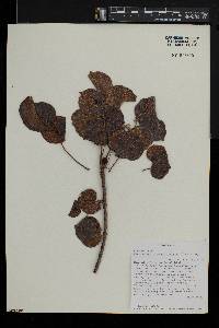 Commiphora mossambicensis image