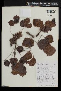 Commiphora mossambicensis image