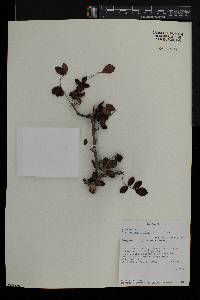 Commiphora mollis image