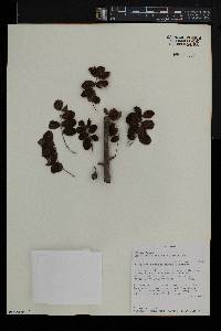 Commiphora mollis image