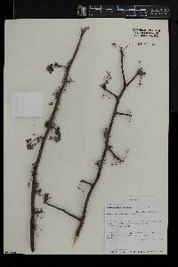 Commiphora mollis image