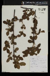 Commiphora caerulea image