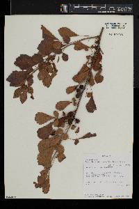 Commiphora africana image