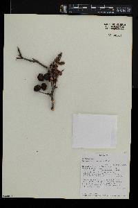 Commiphora ugogensis image