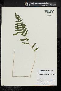 Thelypteris palustris var. pubescens image