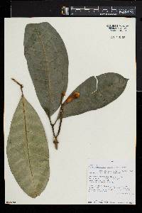 Tabernaemontana pachysiphon image