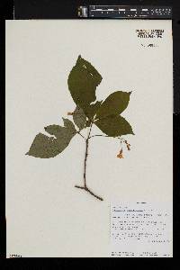 Carvalhoa campanulata image