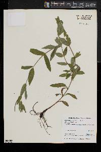 Epilobium parviflorum image