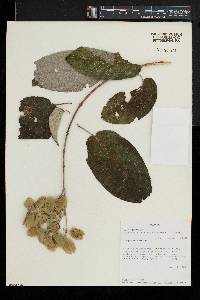 Caucanthus auriculatus image