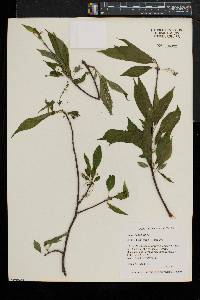 Prunus pensylvanica image