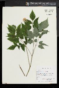 Actaea alba image