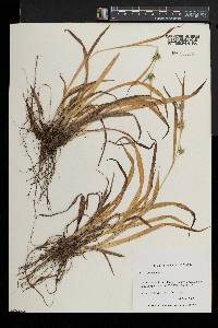 Carex folliculata image