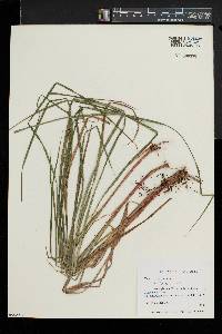 Carex vesicaria image